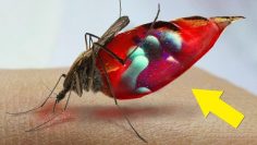 ¿Qué-le-sucede-a-tu-sangre-dentro-de-un-mosquito