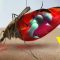 ¿Qué-le-sucede-a-tu-sangre-dentro-de-un-mosquito