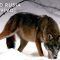 Wild-Rusia-Siberia-Nat-Geo