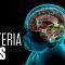 INEXPLICABLE-–-El-cerebro