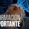 INEXPLICABLE-–-La-información-cerebral