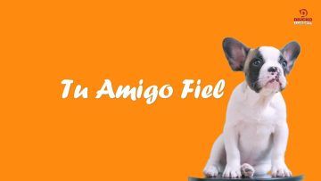 Tu-Amigo-Fiel-P1